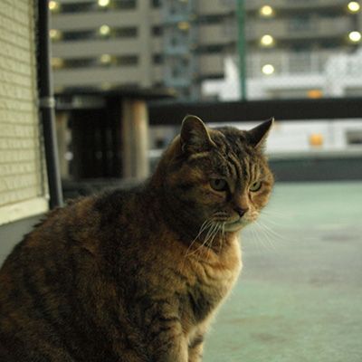 ニーノ