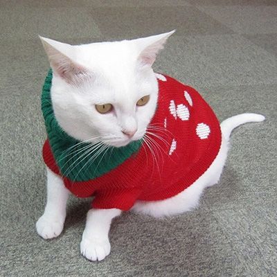 マル