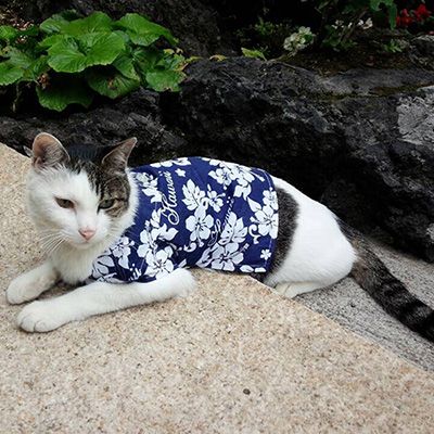 りゅう・虎太郎