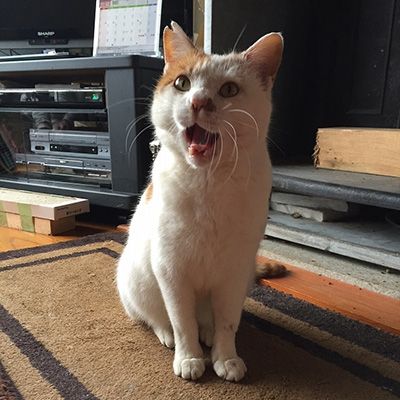 ニャンコ先生