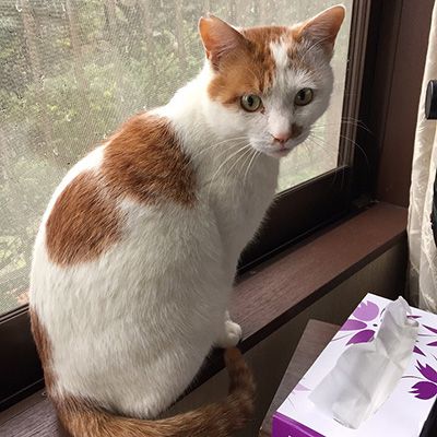 ニャンコ先生