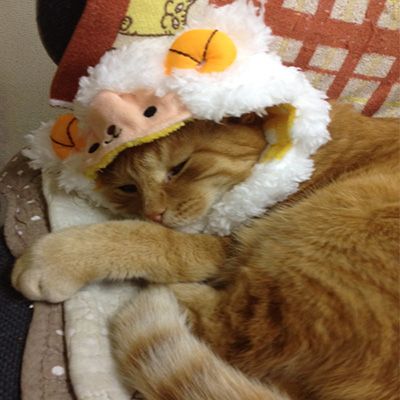 みゃあみゃあ