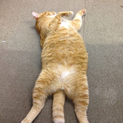 みゃあみゃあ