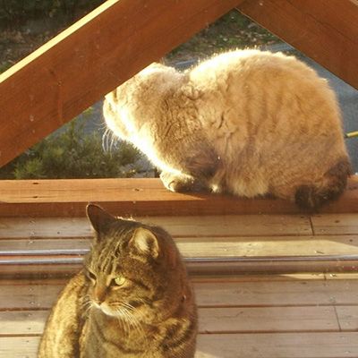 クロちゃん&シロちゃん