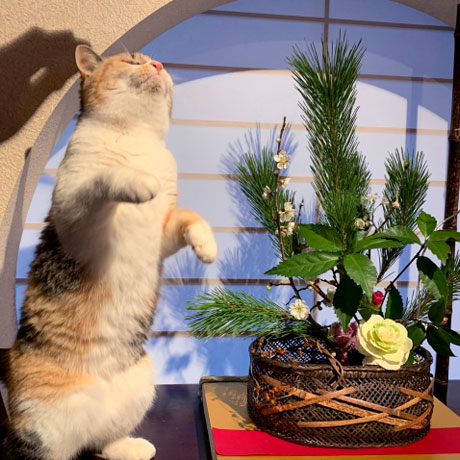 こごめ
