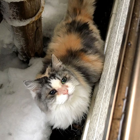ふく