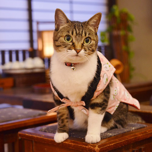 まいちゃん