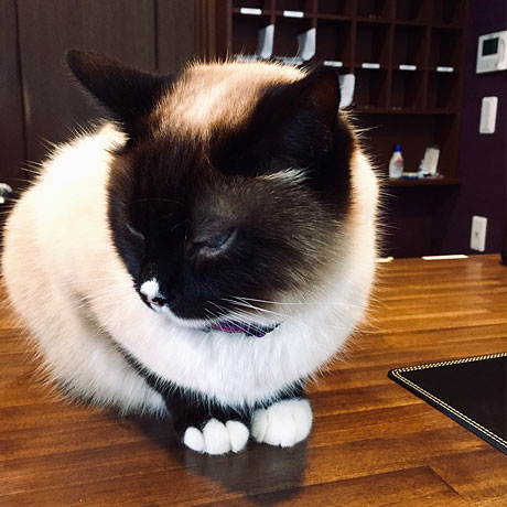 「ペンション ラベンダー」の看板猫