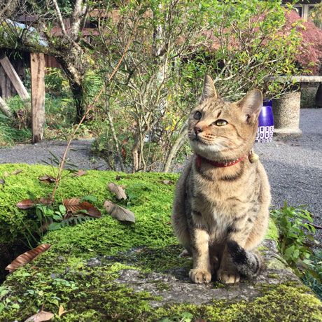 「昔ばなしの宿 古里庵(こりあん)」の看板猫