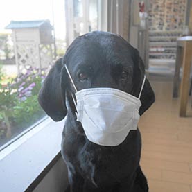 すず(愛犬と泊まる美食と露天風呂の宿 モルゲン)