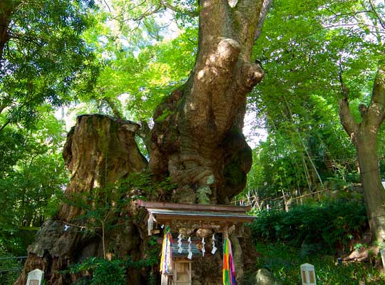 來宮神社
