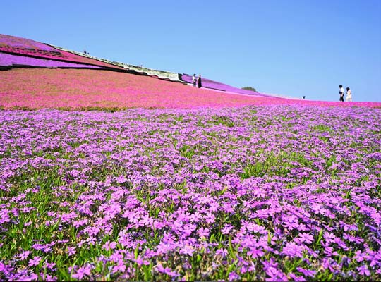 東京ドイツ村