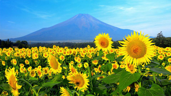 富士山(山梨県)
