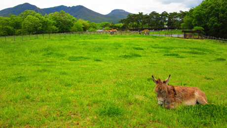 栃木県