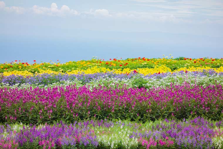 あわじ花さじき