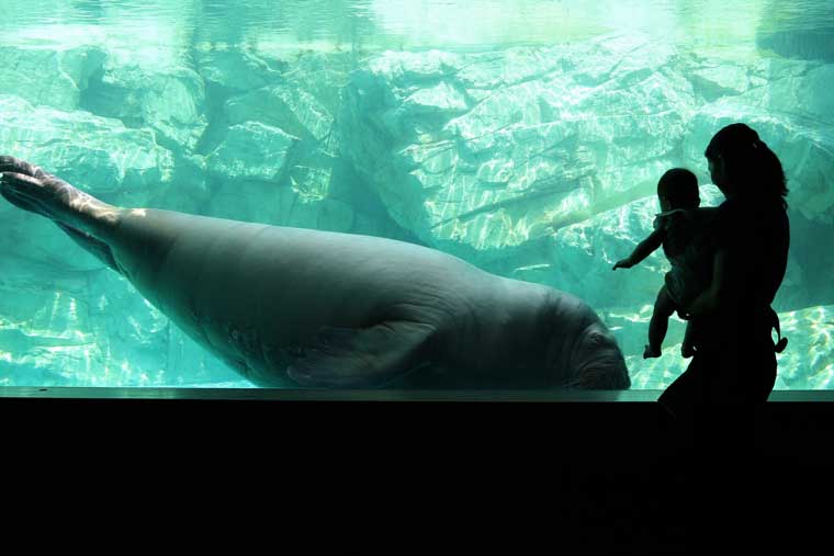 大分マリーンパレス水族館 「うみたまご」