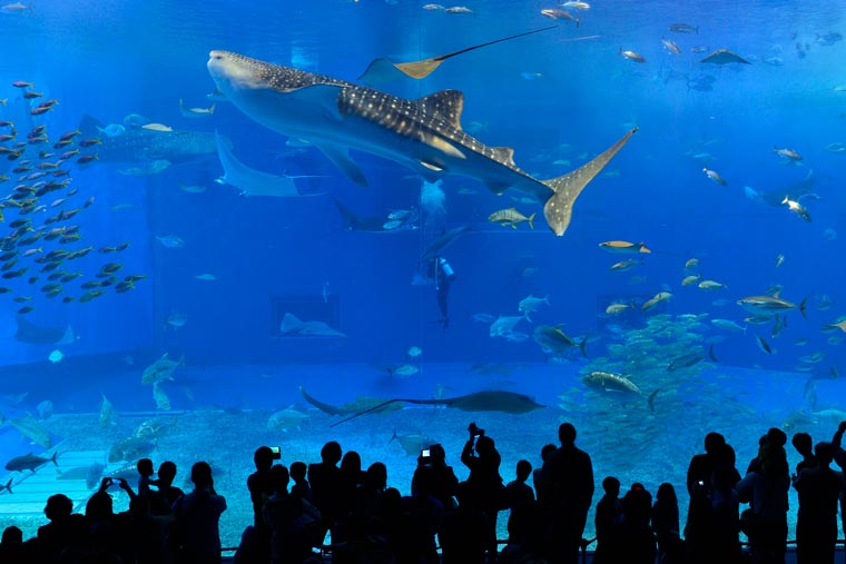 美ら海水族館