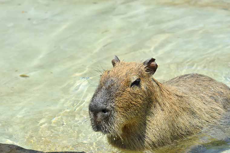 伊豆シャボテン動物公園のカピバラ