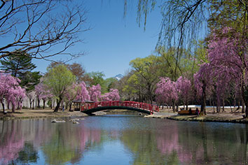湯沢中央公園(桜の見頃:4月中旬~5月上旬)