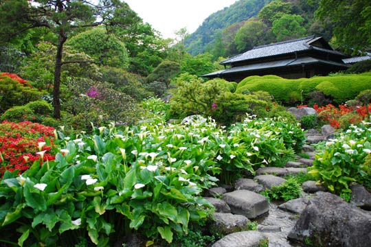 箱根湯本温泉 吉池旅館