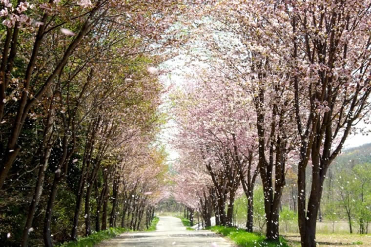 世界一の桜並木