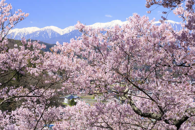 高遠城址公園