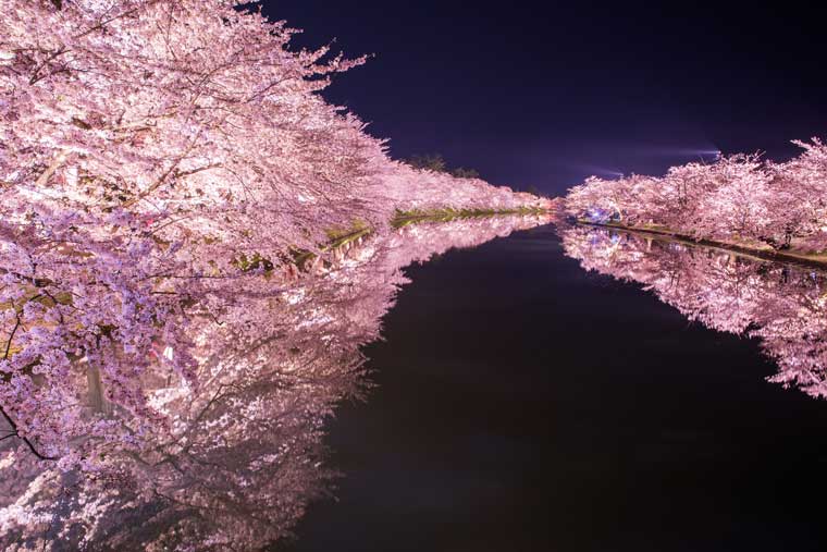 無料イラスト画像 ベスト風景 桜 イラスト 綺麗