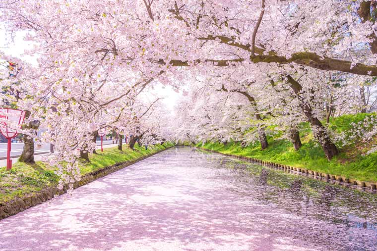 美しい花の画像 無料印刷可能風景 桜 イラスト 綺麗