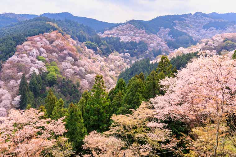 吉野山