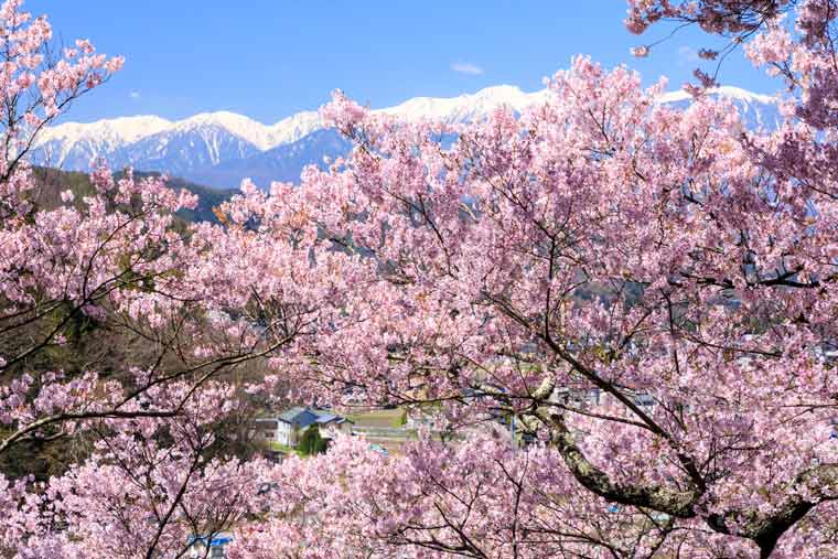 高遠城址公園