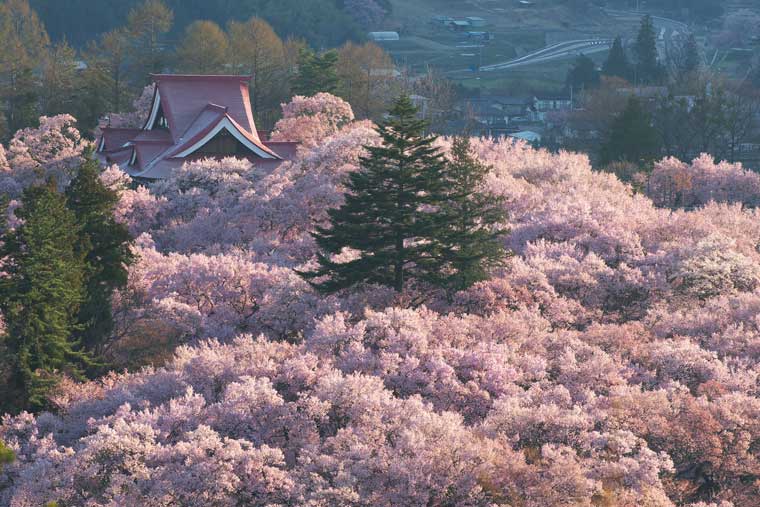 高遠城址公園