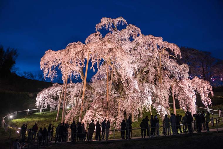 三春滝桜