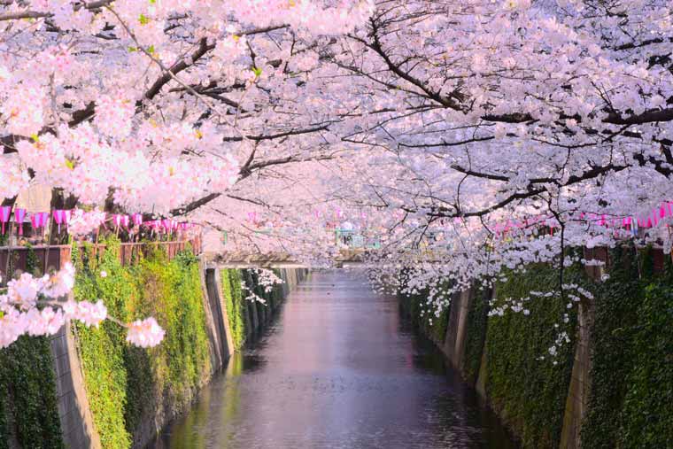 目黒川