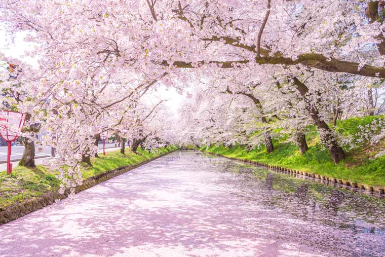 今年見に行きたい 桜の名所 お花見スポットランキング 楽天トラベル