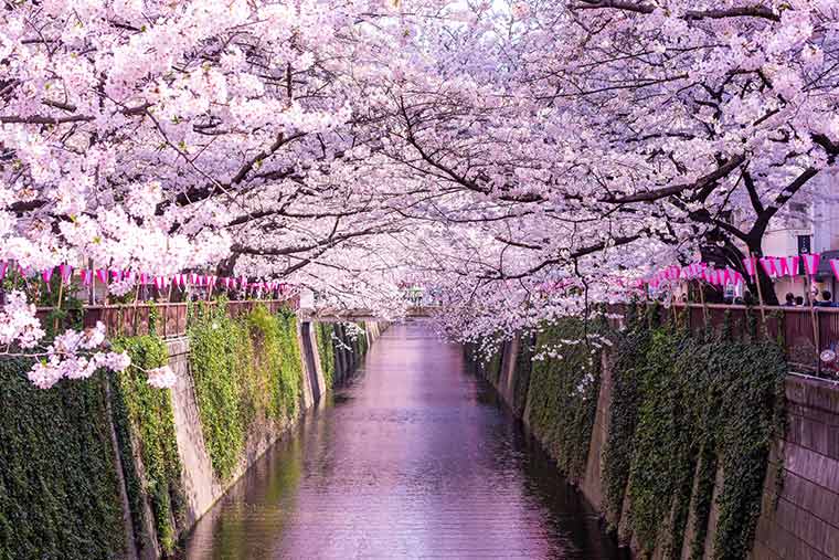 今年見に行きたい 桜の名所 お花見スポットランキング 楽天トラベル