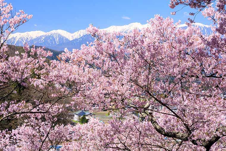 高遠城址公園