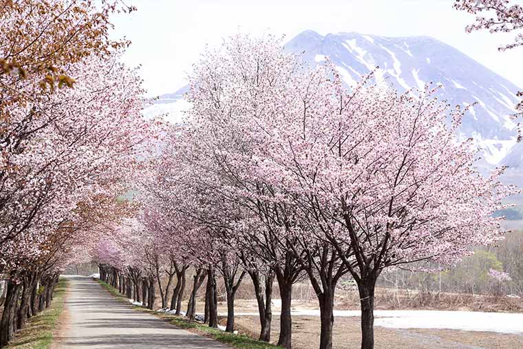 世界一の桜並木