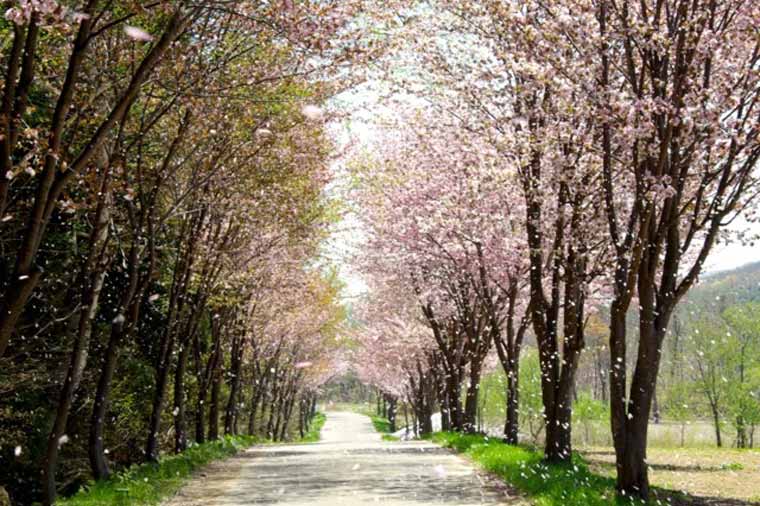世界一の桜並木