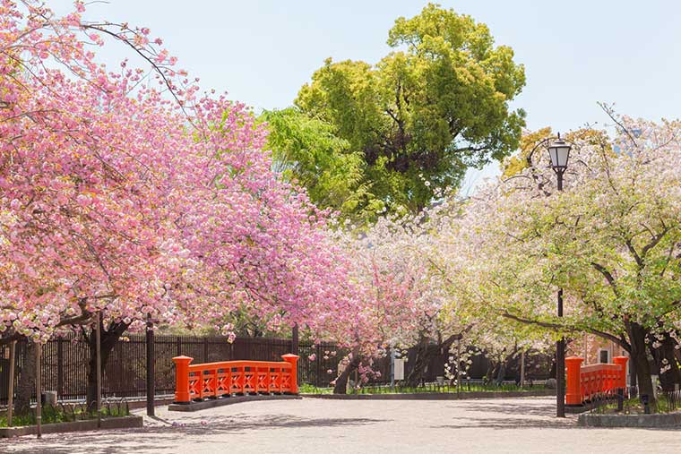 造幣局 桜の通り抜け