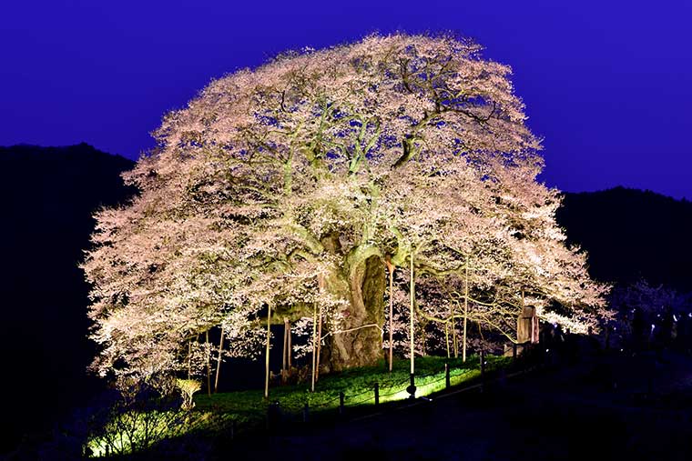 今年見に行きたい 桜の名所 お花見スポットランキング 楽天トラベル