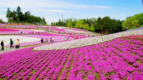羊山公園(ひつじやまこうえん)