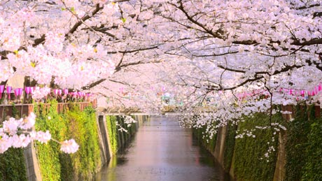 目黒川