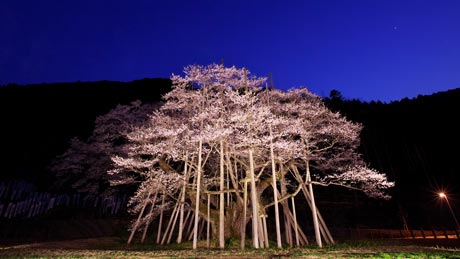 根尾谷淡墨桜(ねおだにうすずみざくら)