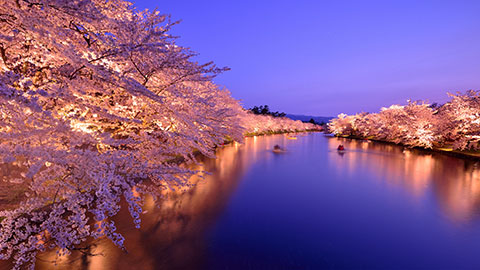 今年見に行きたい！桜の名所・お花見スポットランキング
