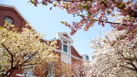 造幣局 桜の通り抜け