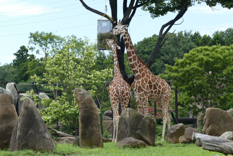 ヨコハマズーラシア