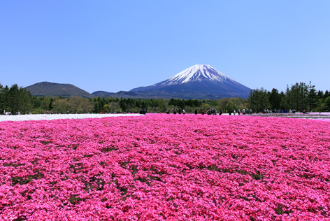 芝桜