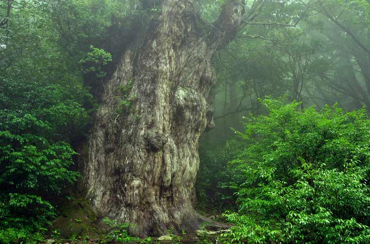 縄文杉