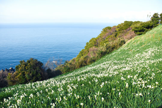 福井県 越前海岸水仙畑