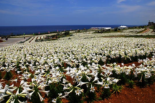 伊江島 伊江島 リリーフィールド公園